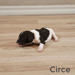 Circe - Brown and white female Bernedoodle puppy in Guthrie, Oklahoma from Edmond Doodles, LLC