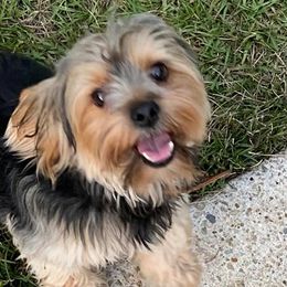 Yorkshire Terriers from Yorkie Patch Kennels
