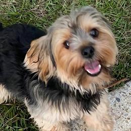 Yorkshire Terriers from Yorkie Patch Kennels