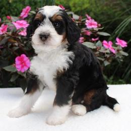 Lucky - Tri-color male Bernedoodle puppy in Perrysville, Ohio from Pleasant Valley Bernedoodles