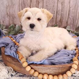 Tow-Mater - Wheaten male Miniature Schnauzer puppy in Dorr, Michigan from Enchanted Paws