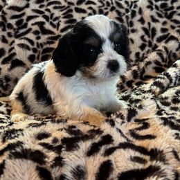 Oliver 6 - Tri-color Cavachon puppy in Holly, Michigan from Terrie’s Cavalier’s & Cavachons