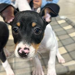 Atlas - White black and tan male Rat Terrier puppy in Molalla, Oregon from The Puppy Patch Rat Terriers
