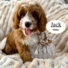 Jack - Red male Bernedoodle puppy in Jackson, Mississippi from T.M. Poodles & Doodles