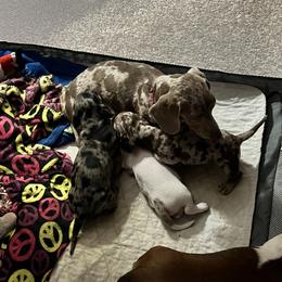 Dachshund Puppies from The Weenie Herd Mom