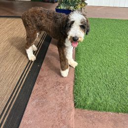 Coach - Red merle Aussiedoodle puppy in Martin County, Florida from Biggie Ranch