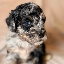 Templeton - Merle female Cockapoo puppy in Saint Louis, Missouri from Jax Doodles