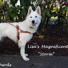 Berger Blanc Suisse and German Shepherd Puppies from Vom Hundhaus German Shepherds