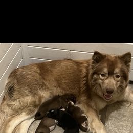 Siberian Husky All Grown Up from Osiris’s Siberians