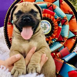 Bullmastiff Puppies from Olga Contant