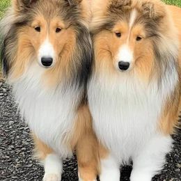 Shetland Sheepdog Puppies from Shalamar Shelties