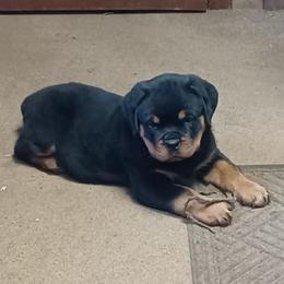 Rottweiler Puppies from Bella Bowe Champion Import Rottweilers