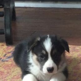 Pembroke Welsh Corgi Puppies from Coyote Creek Corgis