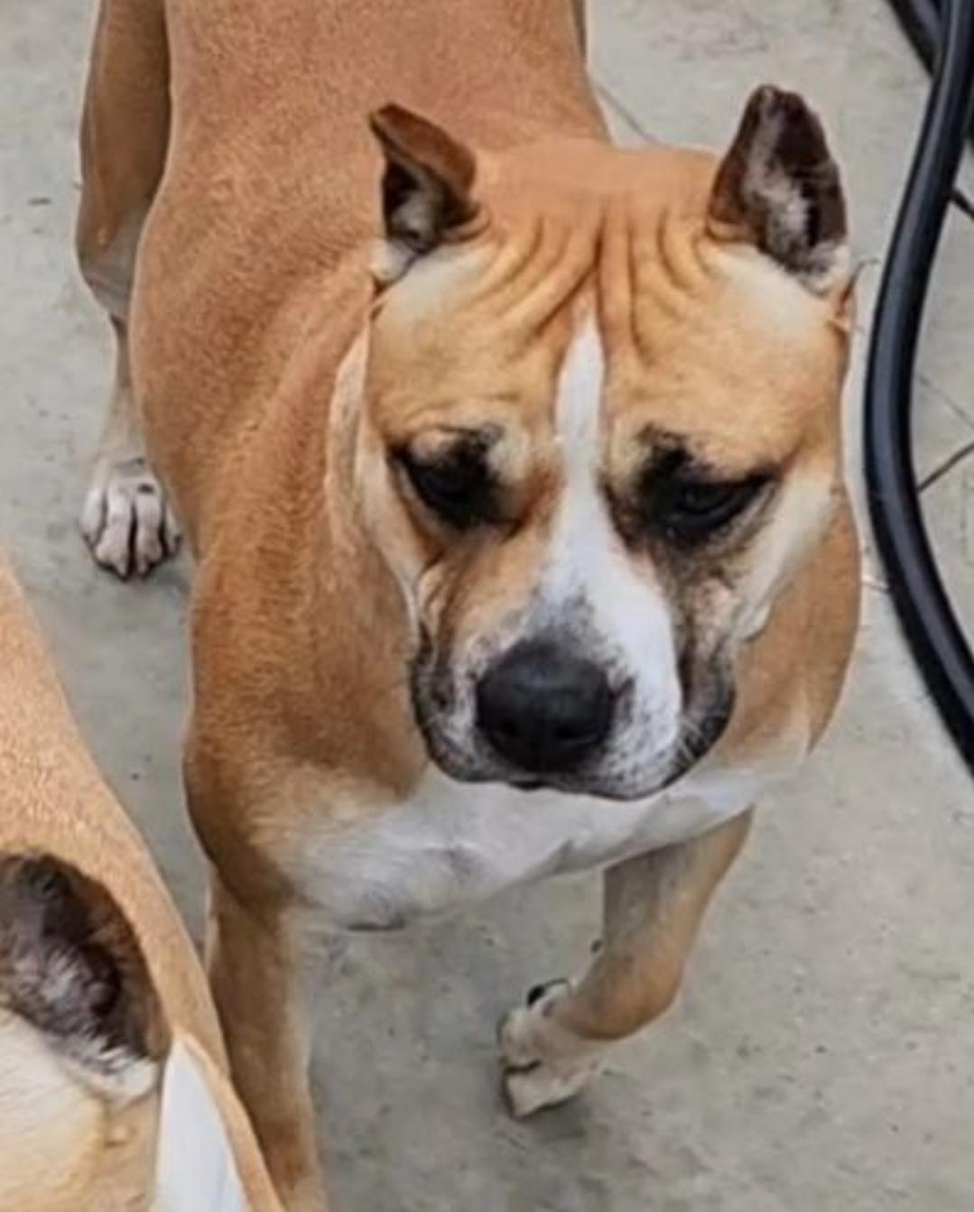 Daisy