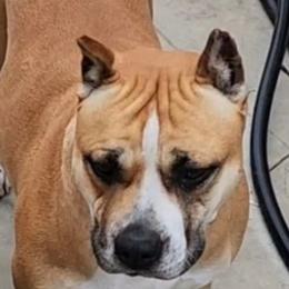 Daisy - Bulldog
