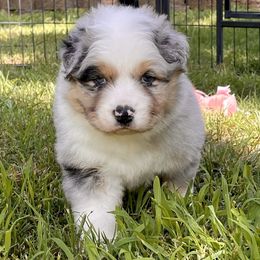 Boy 1 - Blue merle Australian Shepherd puppy in Mountain Home, Arkansas from Flyin’ J5 Farms