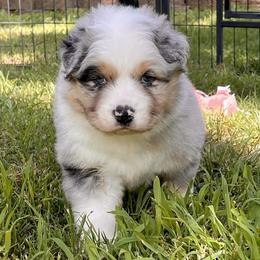 Boy 1 - Blue merle Australian Shepherd puppy in Mountain Home, Arkansas from Flyin’ J5 Farms