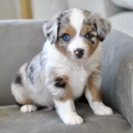 TOPAZ - Blue merle male Miniature American Shepherd puppy in Bixby, Oklahoma from Roeboat Aussies