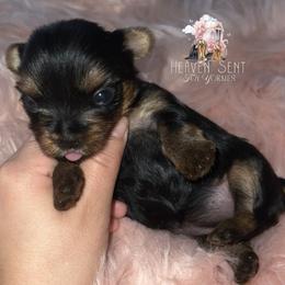 Yorkshire Terrier Puppies from Heaven_sent_toy_yorkies