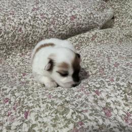 Bentli - Tri-color female Coton de Tulear puppy in Timber, Oregon from Sterling’s Sweet Cotons