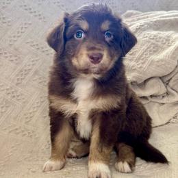 Muffin - Red tri-color female Australian Shepherd puppy in Arizona from BRR Aussies