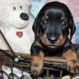 Boy 2 - Black and tan male Dachshund puppy in Craig, Colorado from Rocky Mountain Shih Tzus and Dry Creek Miniature Dachshunds