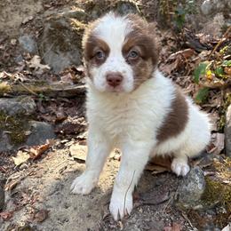 Lou - Red tri-color male Australian Shepherd puppy in Grants Pass, Oregon from Carmel Mountain Aussies
