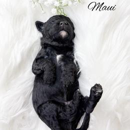 Maui - Black male Goldendoodle puppy in from Pink Poodles and Doodles