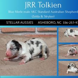JRR Tolkien - Blue merle male Australian Shepherd puppy in Asheboro, North Carolina from Stellar Aussies
