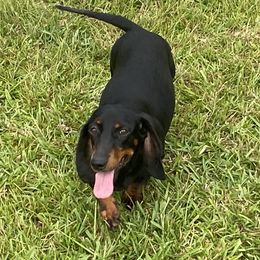 Belle - Dachshund