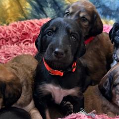 Nalini - Orange Collar - Black tan and white female Saluki puppy in Los Angeles, California from Srinagar Salukis