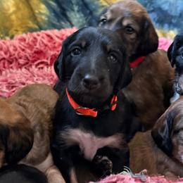 Nalini - Orange Collar - Black tan and white female Saluki puppy in Los Angeles, California from Srinagar Salukis