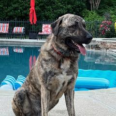 Anatolian Shepherd Dogs from Carla's Anatolian Shepherd Dogs
