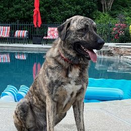Anatolian Shepherd Dogs from Carla's Anatolian Shepherd Dogs