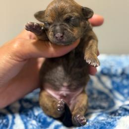 Sully - Fawn brindled black male Chihuahua puppy in High Point, North Carolina from Treasured Chihuahuas