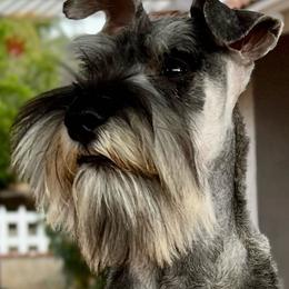 Giant Schnauzer and Miniature Schnauzer Puppies from My Angel Schnauzers