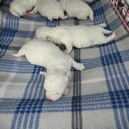Bichon Frise Puppies from Sweetwaterbichonfriseandpoodles.com