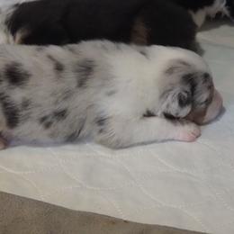 Boy 2 - male Australian Shepherd puppy in Cape Girardeau, Missouri from Promise Keeper Kennel