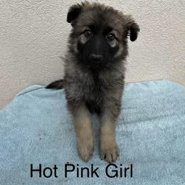 Pink Collar Girl - Sable female German Shepherd puppy in Columbus, Mississippi from Olde Wolfe German Shepherds