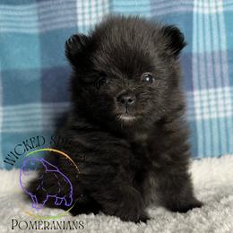 HOLD AKC WEDNESDAY - Black female Pomeranian puppy in Watkins Glen, New York from Wicked Spirits Pomeranians