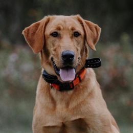 Molly - Labrador Retriever