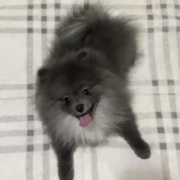 Juna - Pomeranian