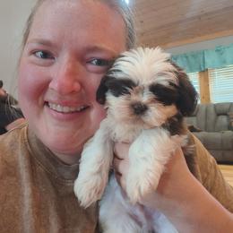 Marshall - Chocolate and tan male Yorkshire Terrier puppy in Walhalla, South Carolina from Mcmahan Kennels