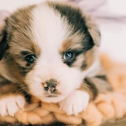 Aussiedoodles, Bulldogs, and Miniature American Shepherds from Myers Desert Doodles