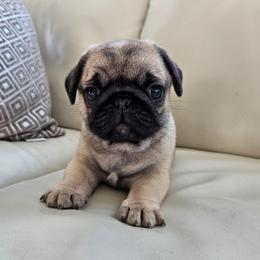 Male N1 - Fawn male Pug puppy in Jacksonville, North Carolina from Coliseum de Cassiope