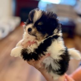 Christoff - Black parti male Pomeranian puppy in Gilmer, Texas from Fairchild Fancy Pomeranians and Coachella Pomeranians