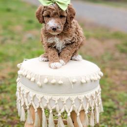 Bubble - Red  female Goldendoodle puppy in Whitesburg, Georgia from Asbury & Co Farms