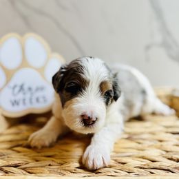 Chip, Black Collar Male - Blue merle male Bernedoodle puppy in Katy, Texas from Bluebonnet Bernedoodles of Southeast Texas