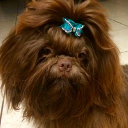 Shih Tzu All Grown Up from AKC Shih Tzu of California