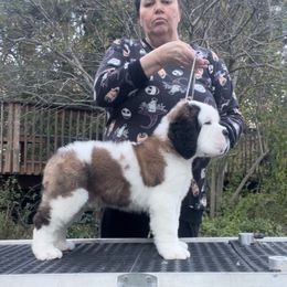 Slipped mask - Mahogany and white female Saint Bernard puppy in North Beach, Maryland from Mt.Harmony Saint Bernards